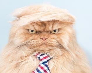 Ronald The Cat