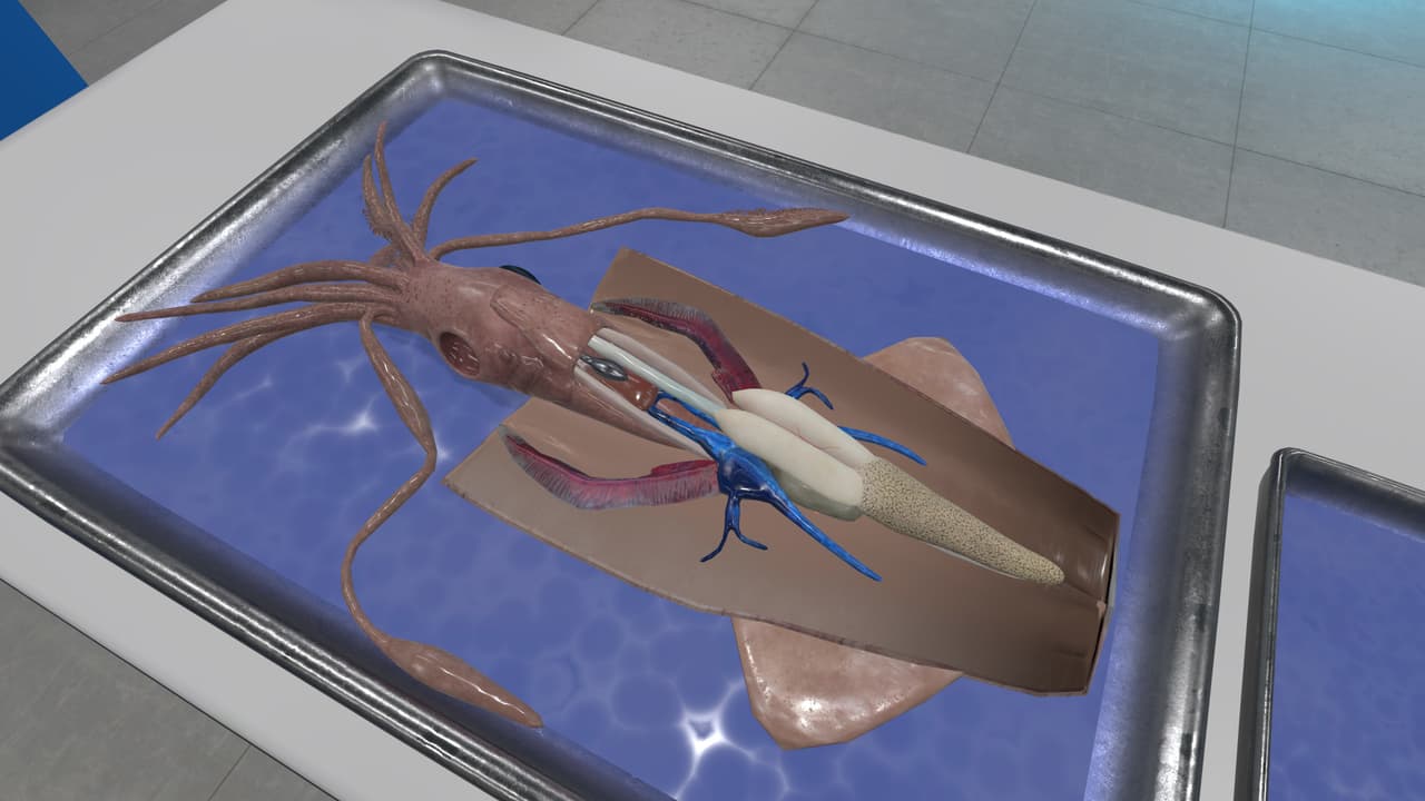VR Squid and Seastar Dissection: Invertebrate Investigations screenshot 6
