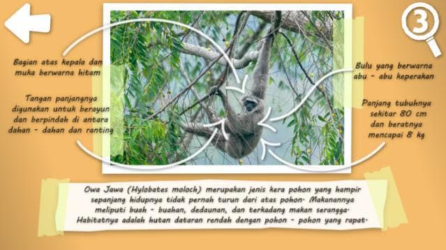 NEBAK GAMBAR: Fauna Indonesia