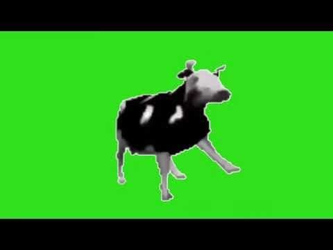 Polish cow.V5