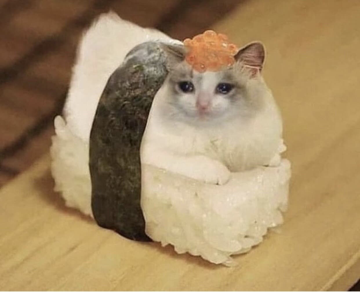 sushi cat shoots up a school