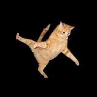 catch cat