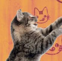 The Cat is on the road!