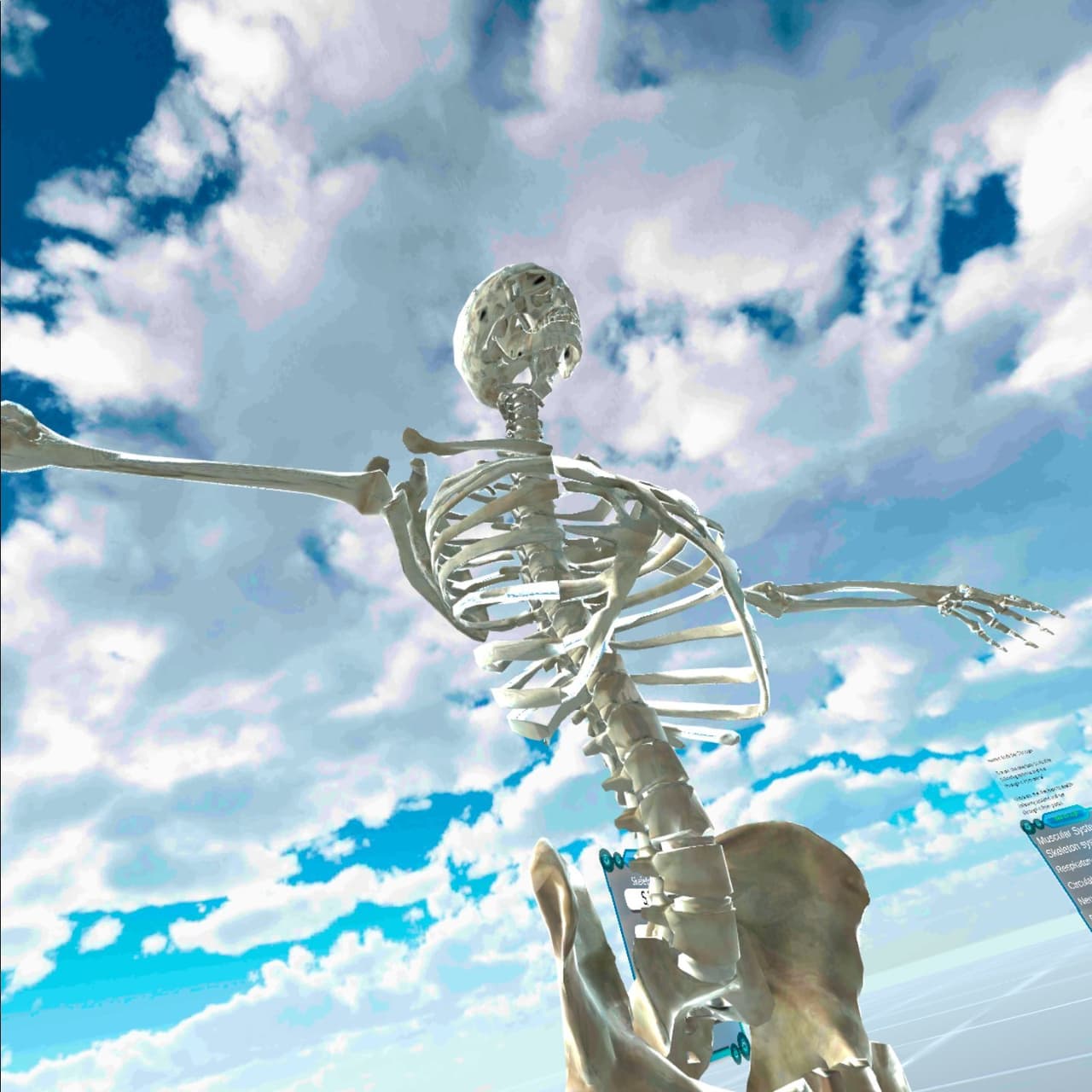 Human Anatomy