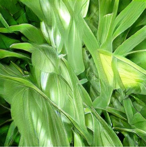 Maize (itch) (Dee o clay)