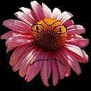 Echinacea Sim 2023
