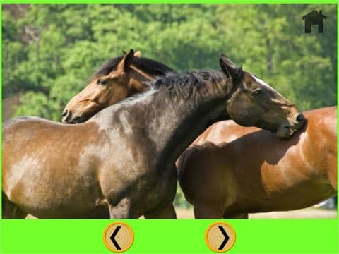 friendly horses for kids - free screenshot 2