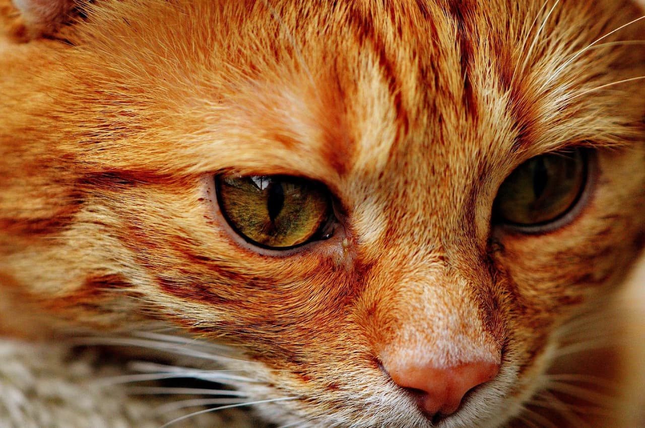 Five Nights At cats