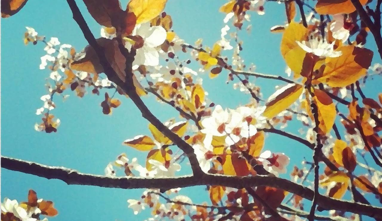 Before the time of cherries