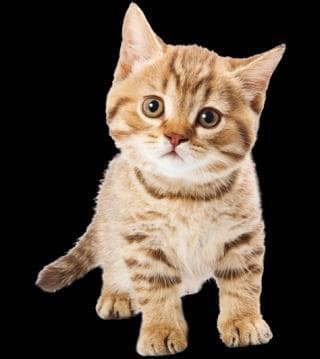 CAT RAIN screenshot 6