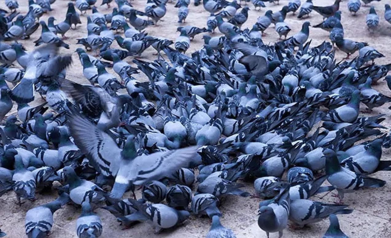 Flocked
