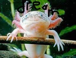 axolotl day screenshot 3