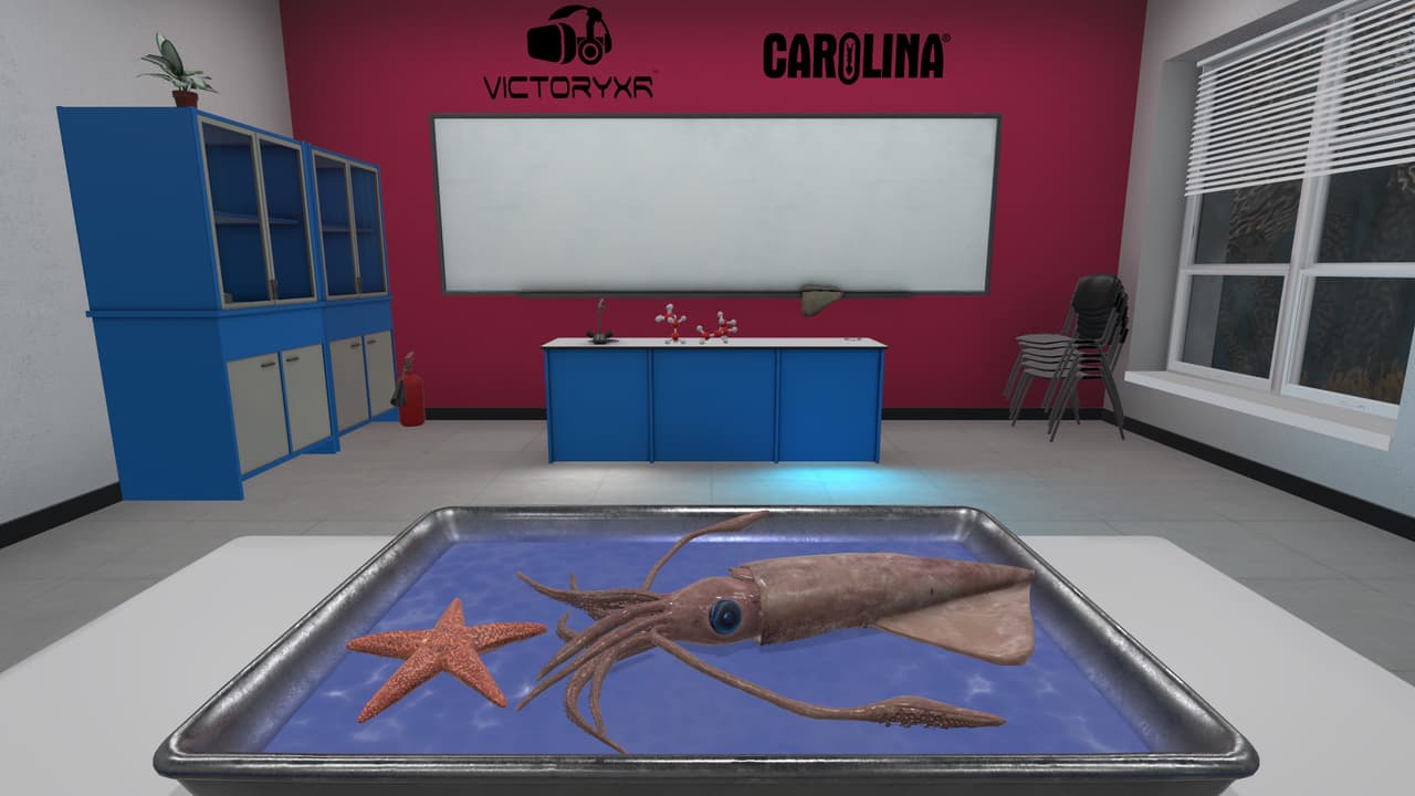 VR Squid and Seastar Dissection: Invertebrate Investigations screenshot 3