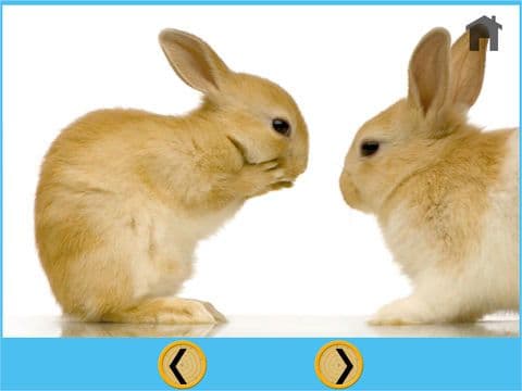 verry funny rabbits for kids - free screenshot 3