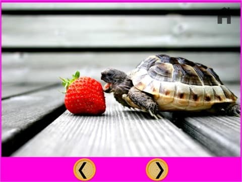 beautiful amazing turtles for kids - free screenshot 2