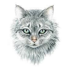 hanging cat