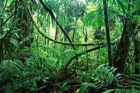 Jungle Adventure (itch) (broddunc25)
