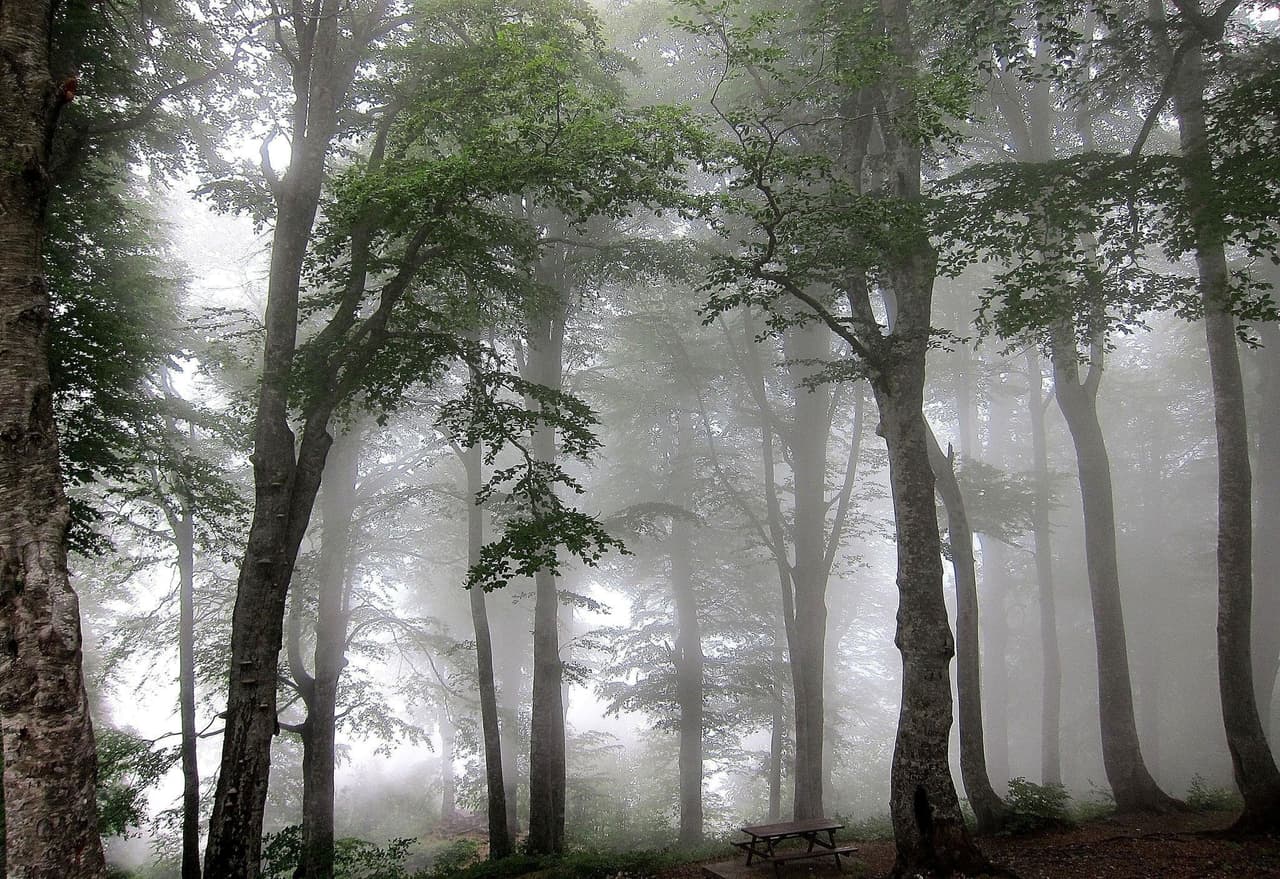 Forest of Fog
