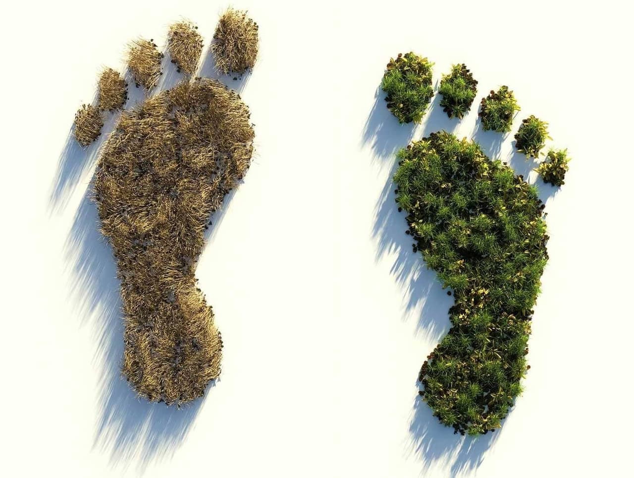 My Footprint
