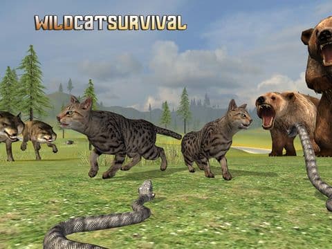 Wild Cat Survival