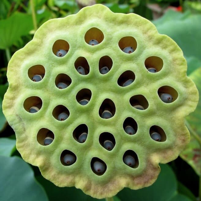 KIT208 - VR Trypophobia