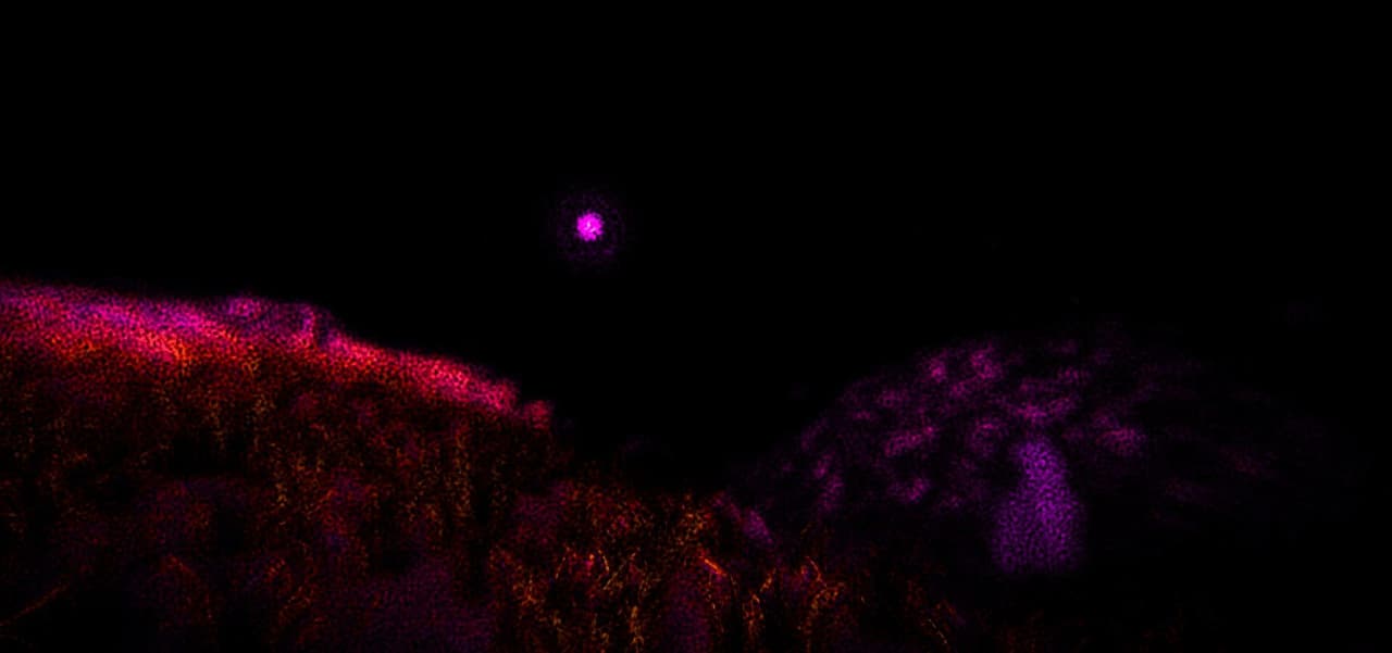 Goodbye Neoma screenshot 3