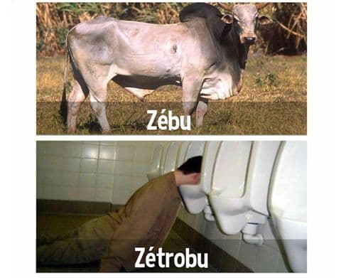 ZEBU