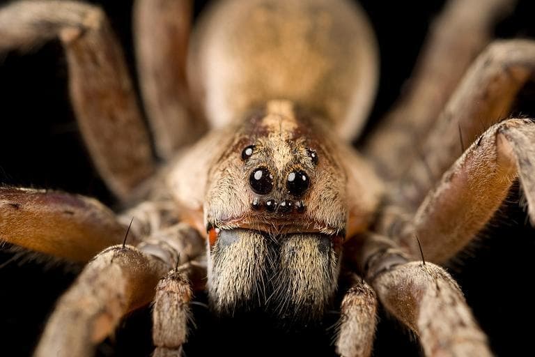 SPIDER: LEFT FOR DEAD