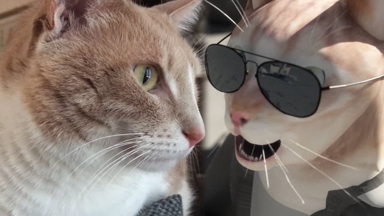 SIMBA THE CAT