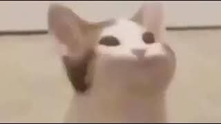 Popcat Clicker Alpha 3