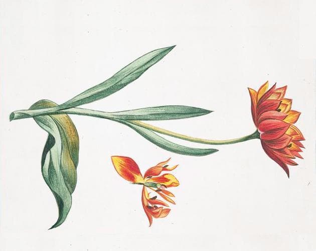 Chimneys & Tulips