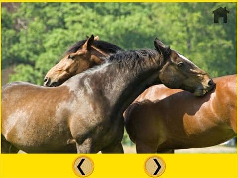 kids horses lovers - free