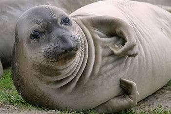 Seal simulator screenshot 3