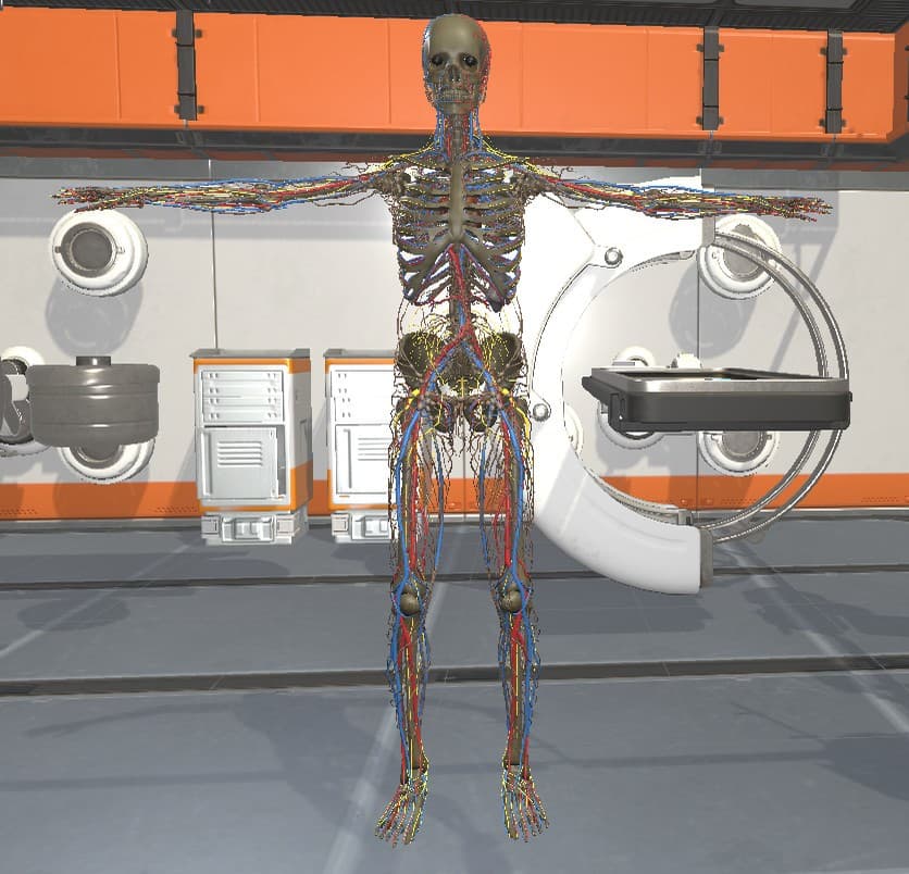 Surgical Study and 3D Skeletons for Medical School Students