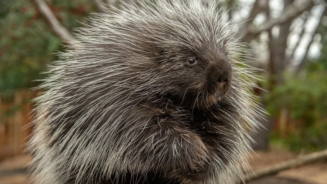 Porcupine