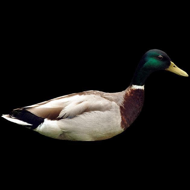 encouraging duck