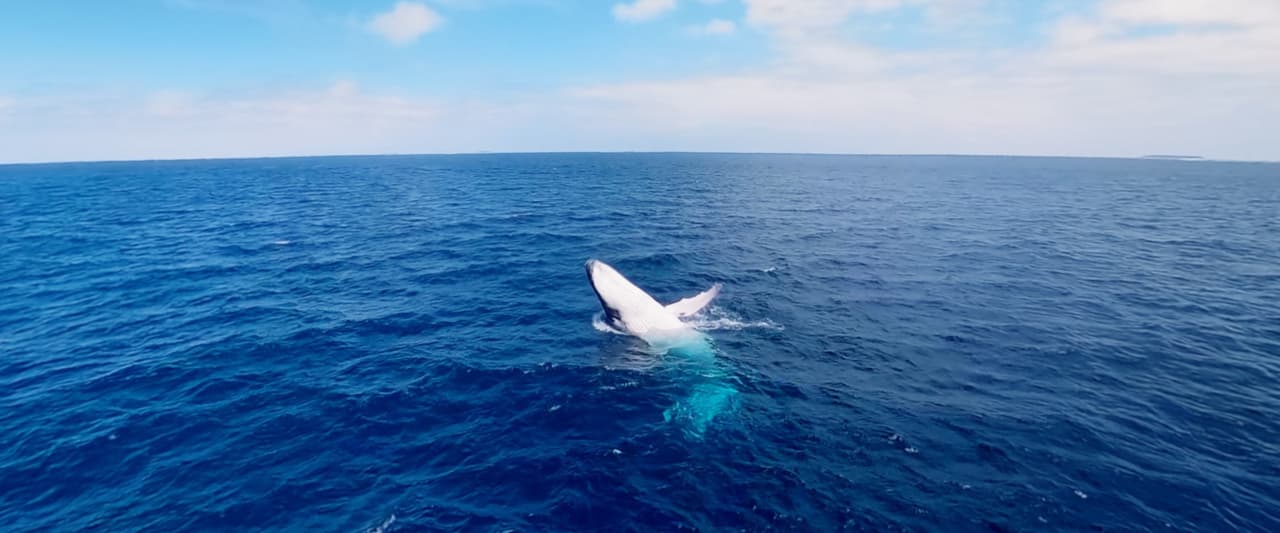 Swimming with Humpbacks screenshot 4