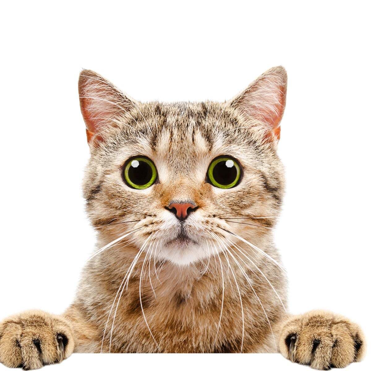 Killer Cats
