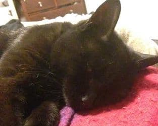 Stuff on My Cat