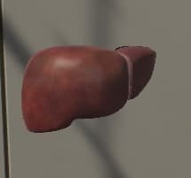 Surgical Study and 3D Skeletons for Medical School Students screenshot 2