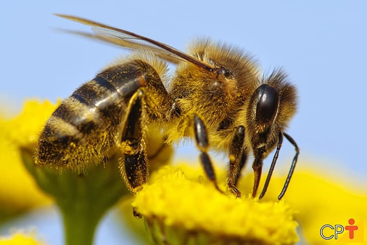 Abelha Vs Mouse (Bee Vs Mouse)