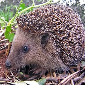 The Hedge In Charge