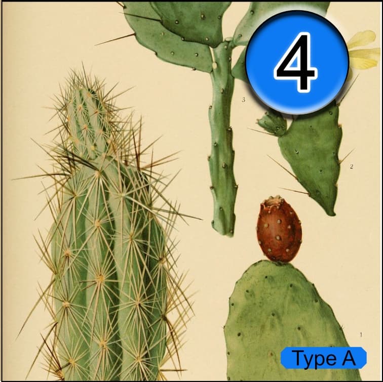 Verdant Arizona screenshot 4