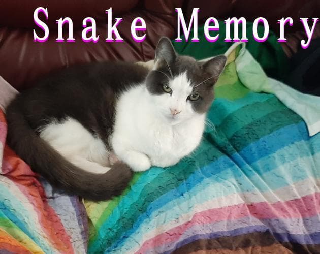 Snake Memory
