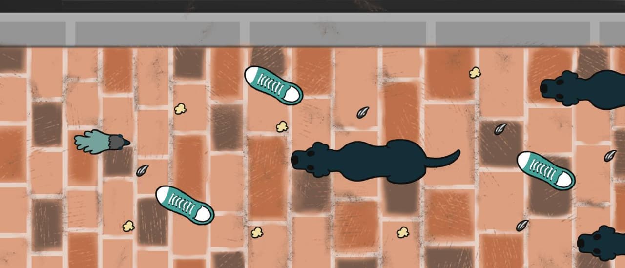 Pigeon Run!!!