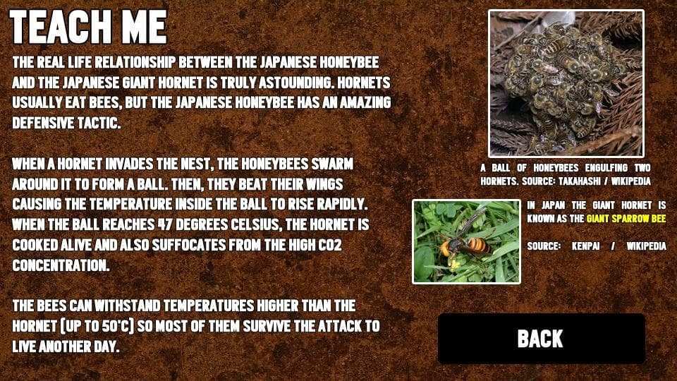 Super Honeybees Cluster on Hornet