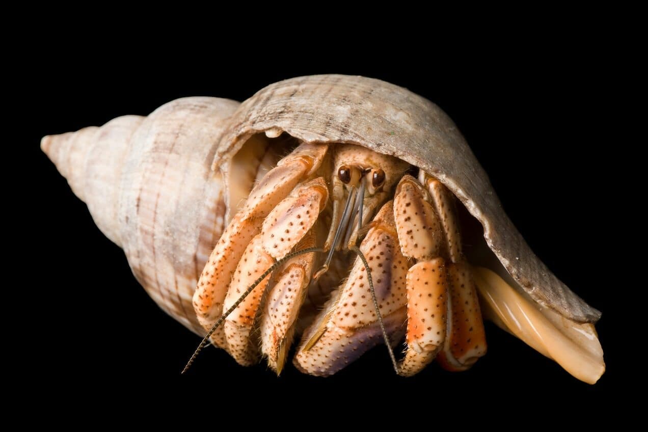Life of a Hermit Crab