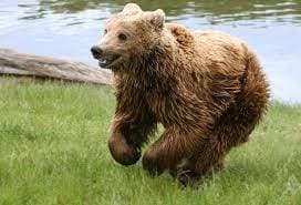 Battlebear4 ULTIMATE EDITION