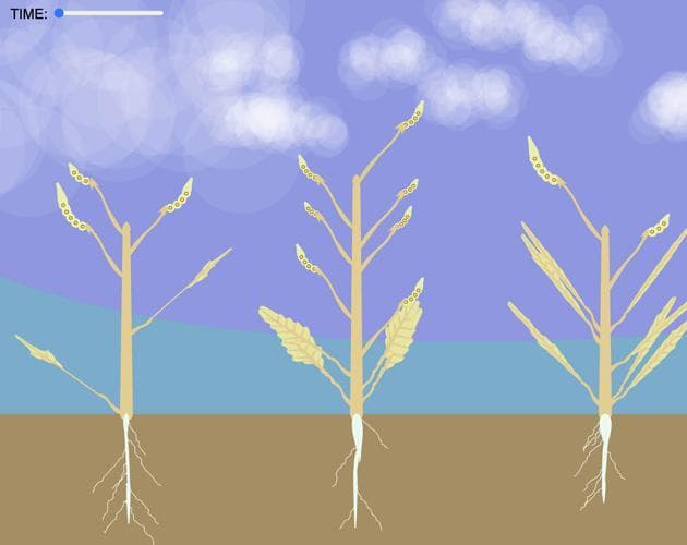 Evolving mustard screenshot 3