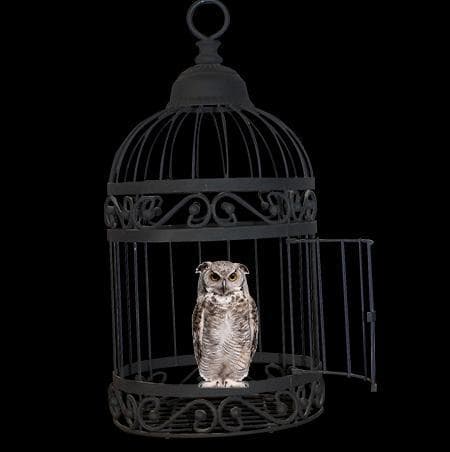 OWLCLICKER 2 0.3.3